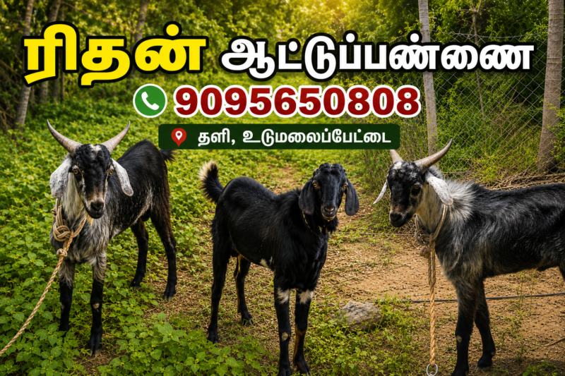 ரிதன் ஆட்டுப்பண்ணை (Ridhan Goat Farm)