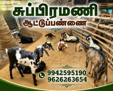 சுப்பிரமணி ஆட்டுப்பண்ணை (Subramani Goat Farms)